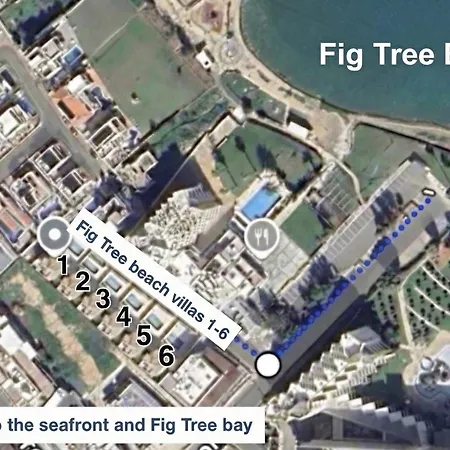 Fig Tree Four